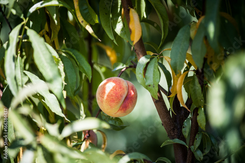 Peach Picking photo