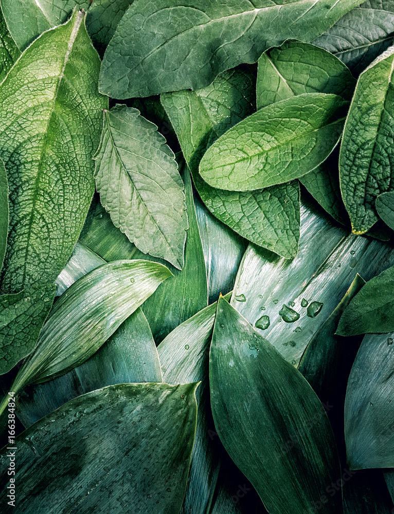 Fototapeta Liścia liścia tekstury zielonego organicznie tła przygotowania makro- zbliżenie tonujący