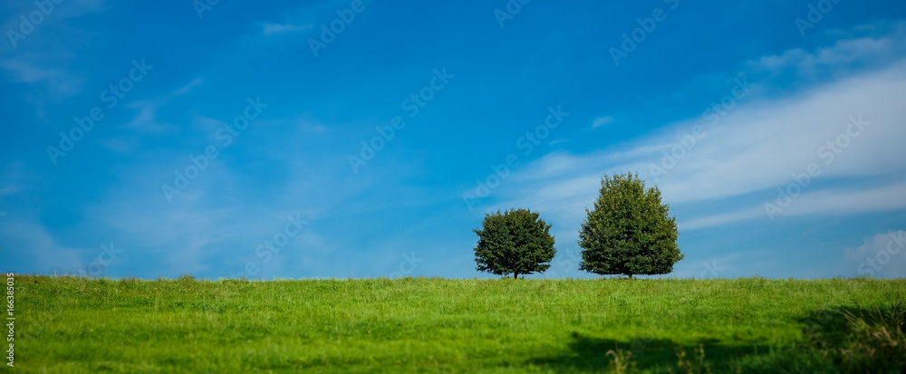 dwa drzewa panorama