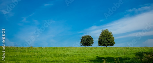 Obraz na płótnie dwa drzewa panorama w salonie
