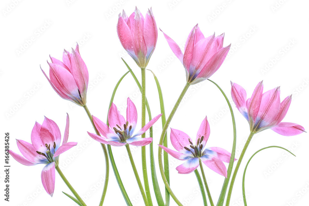 Fototapeta premium Tulips