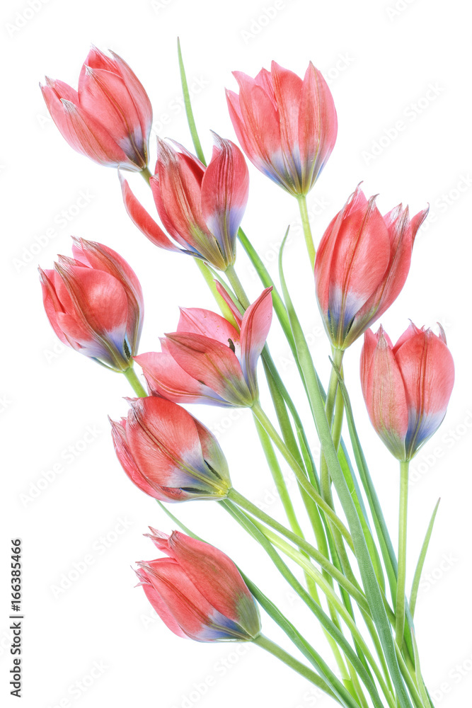 Naklejka premium Tulips