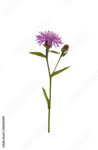 Brown Knapweed Centaurea jacea. Flower of Brown Knapweed isolated on a white background