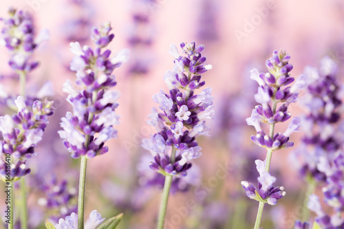 Fototapeta Naklejka Na Ścianę i Meble -  Lavender flowers.