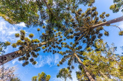 Campos do Jordao, Brazil. Araucari tree, very tipical in the city photo