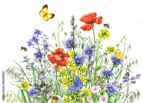Watercolor wild flowers and insects