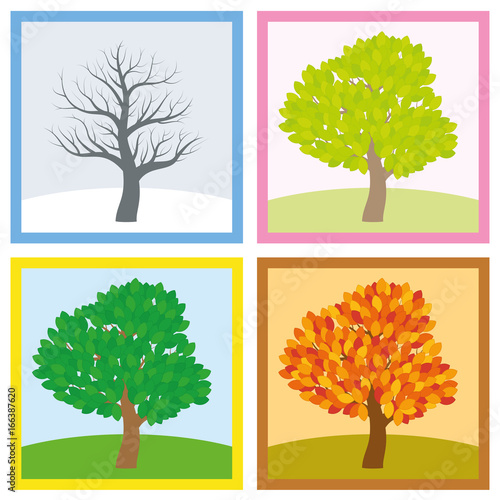 Tree in winter, spring, summer and fall with different foliage in typical colors and shades while the leaves turn throughout the course of a year. Vector illustration.