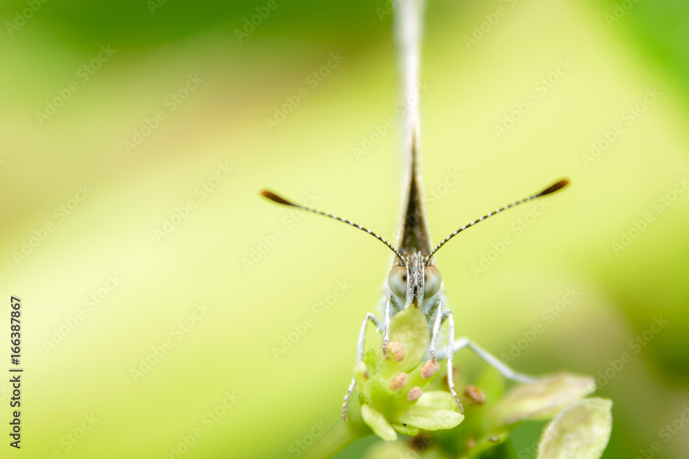 Obraz premium ヤマトシジミ(正面)