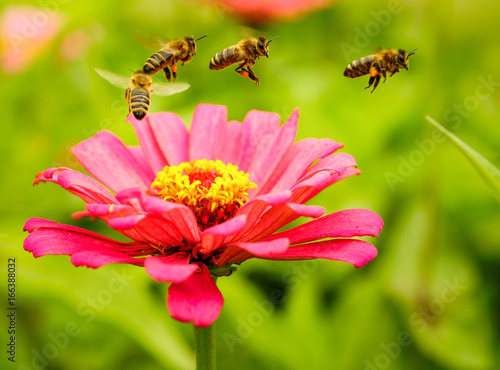 Pszczoła nad kwiatem © Marcin