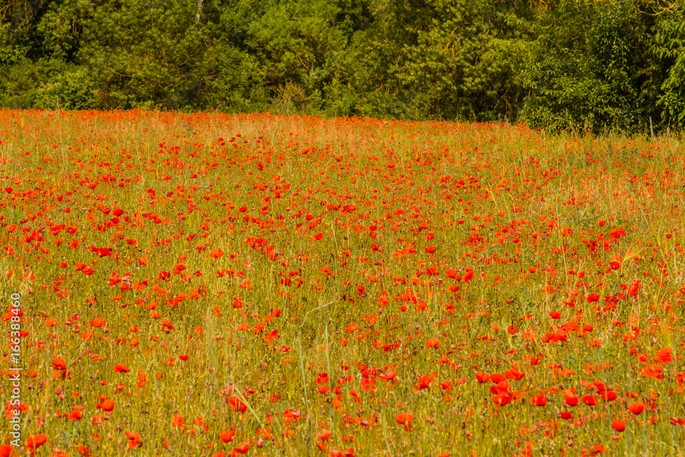 Field of poppies in front of the Sainte-Victoire mountain, near Aix-en-Provence
