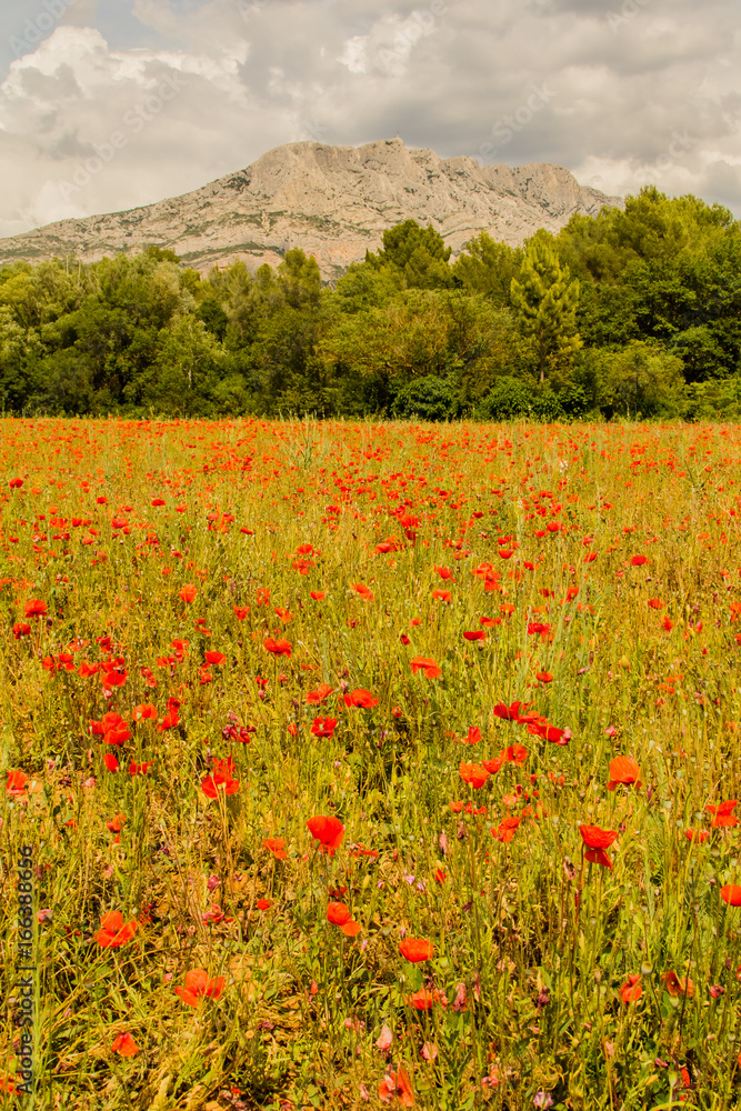 Field of poppies in front of the Sainte-Victoire mountain, near Aix-en-Provence