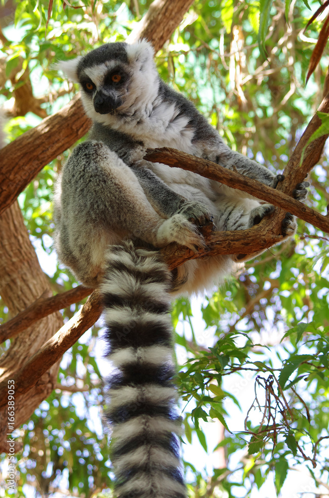 Fototapeta premium Ring-tailed lemur