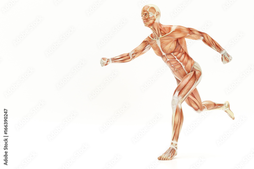 Anatomy of running human body, muscles- 3D Rendering Anatomy of running human body, muscles- 3D Rendering