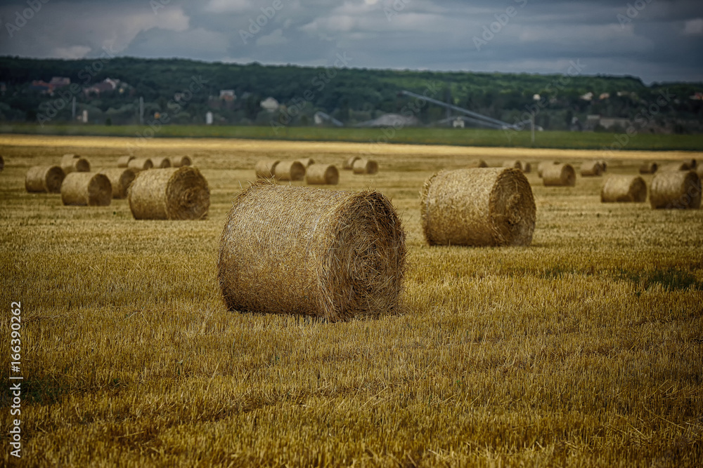 Bales of hay in the field. A stack of hay. Straw in the meadow. Wheat harvest in summer. The natural landscape of the countryside. Grain crop, harvesting.