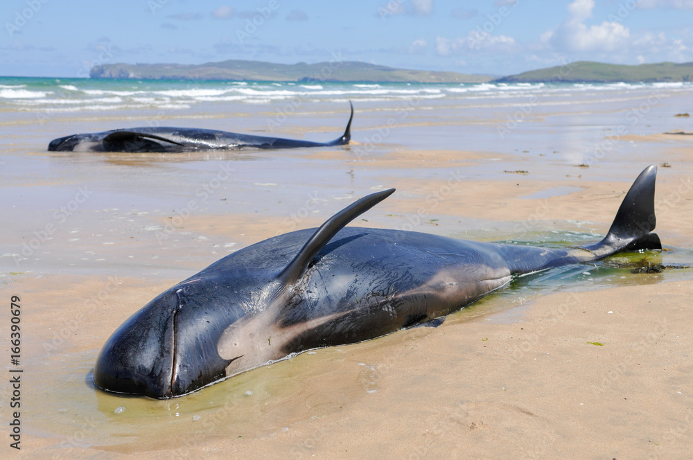 Obraz premium A pod of pilot whales lie on a remote beach after stranding themselves. All 12 whales involved eventually died when they were unable to be rescued.