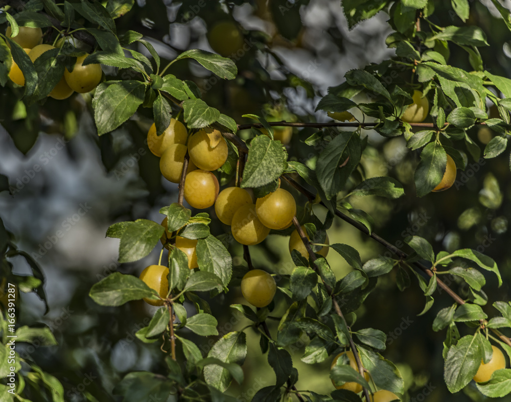 Yellow plum on tree with green leafs