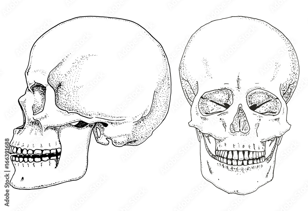Human biology, anatomy illustration. engraved hand drawn in old sketch