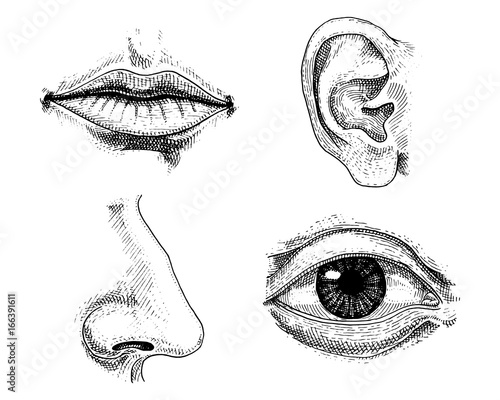 Human biology, organs anatomy illustration. engraved hand drawn in old sketch and vintage style. face detailed kiss or lips and ear, eye or view, look with nose.