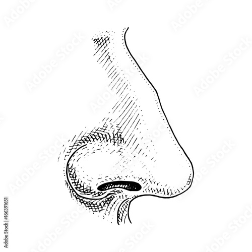 Human biology, organ anatomy illustration. engraved hand drawn in old sketch and vintage style. face detailed nose.