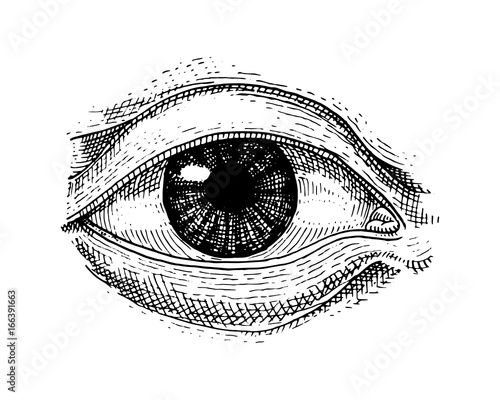 Human biology, organs anatomy illustration. engraved hand drawn in old sketch and vintage style. face detailed eye or view or look.