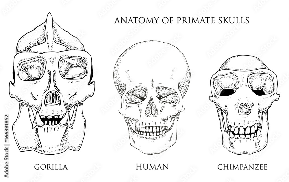 gorilla skull vs human skull