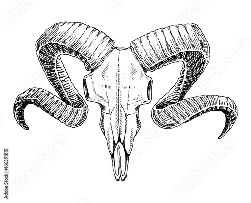 biology or anatomy illustration. engraved hand drawn in old sketch and vintage style. skull or skeleton silhouette. ram or sheep and mutton. Animals with horns.