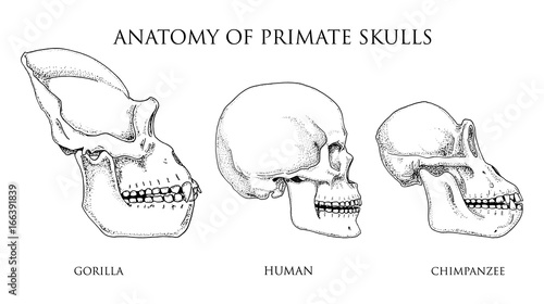 Human and chimpanzee, gorilla. biology and anatomy illustration. engraved hand drawn in old sketch and vintage style. monkey skull or skeleton or bones silhouette. view or face or profile.
