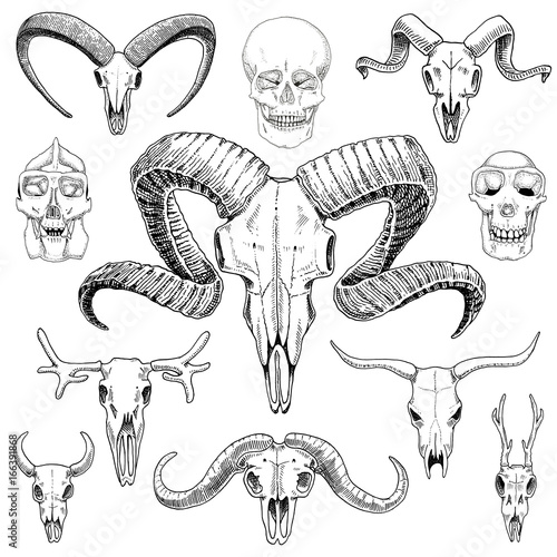 anatomy illustration. engraved hand drawn in old sketch and vintage style. skull set or skeleton. Bull and mountain goat or buffalo. Animals with horns. ram or sheep. Elk and roe deer or bison.