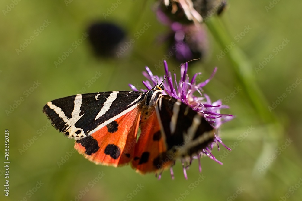 Obraz premium Butterfly Euplagia quadripunctaria