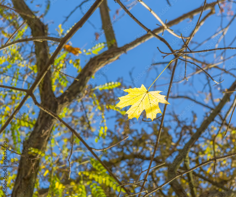 Fototapeta premium Maple leaf on a background of autumn branches and sky