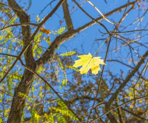 Maple leaf on a background of autumn branches and sky