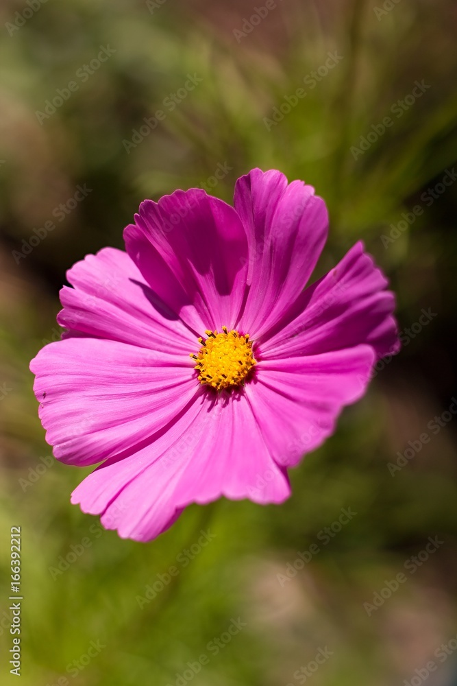 Obraz premium Cosmos