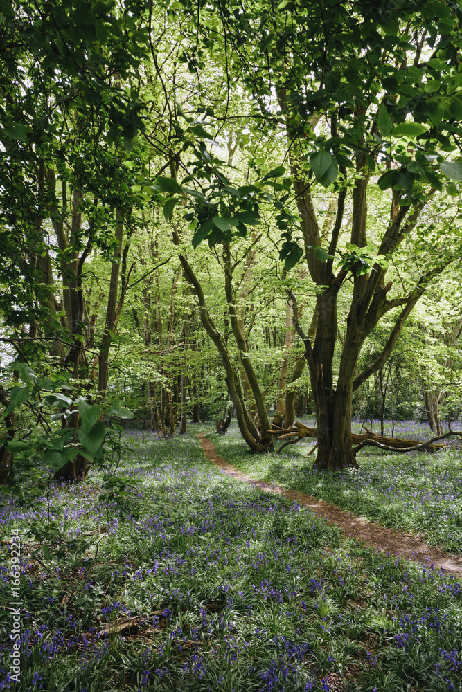 Bluebells in woodland. Wayland Wood, Norfolk, UK. Bluebells in woodland. Wayland Wood, Norfolk, UK.
