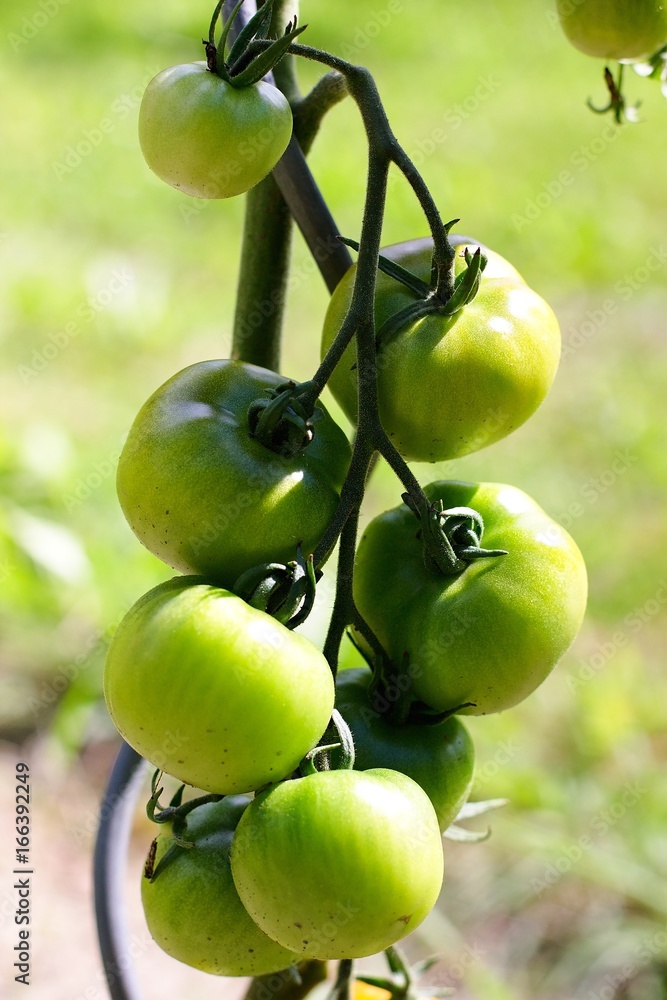 Tomato apples from biofarm