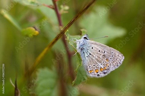 Wallpaper Mural Phengaris teleius Torontodigital.ca