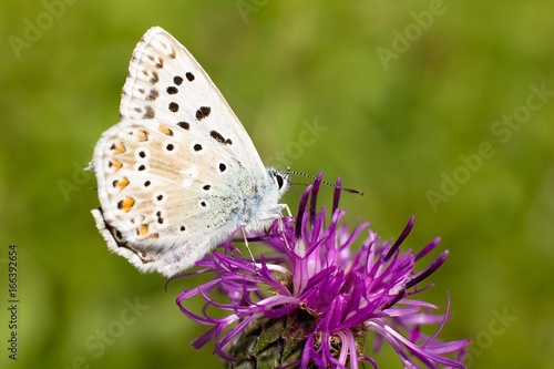 Wallpaper Mural Maculinea arion Torontodigital.ca