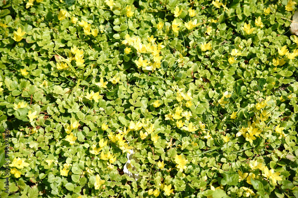 Pfennig-Gilbweiderich / Die Draufsicht auf eine Wildwiese mit den gelben Blüten des Pfennig-Gilbweiderichs. Pfennig-Gilbweiderich / Die Draufsicht auf eine Wildwiese mit den gelben Blüten des Pfennig-Gilbweiderichs.