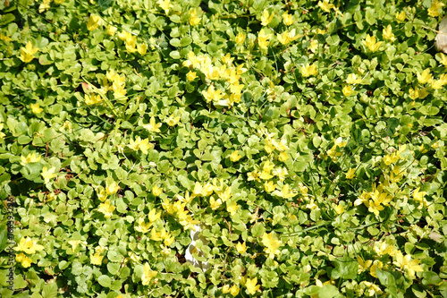 Pfennig-Gilbweiderich / Die Draufsicht auf eine Wildwiese mit den gelben Blüten des Pfennig-Gilbweiderichs.