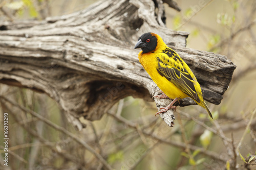 Black-headed Weaver photo