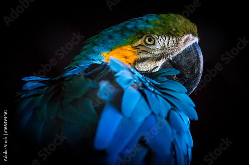 Arara - Macaw photo