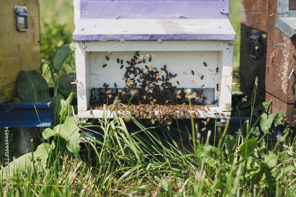 Beehive. Beehive.