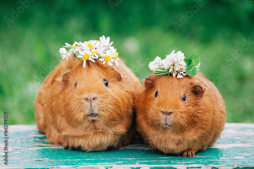 Wallpaper Mural Two little sweaty guinea pigs with flowers Torontodigital.ca