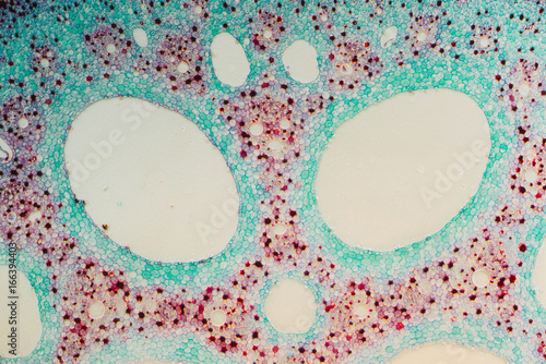 plant cells micrograph