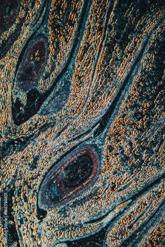 plant cells of pine cone, micrograph. photo