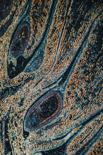 plant cells of pine cone, micrograph.