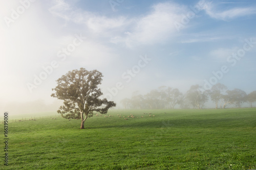 morning mist lifts on a beautiful farm in South Australi photo