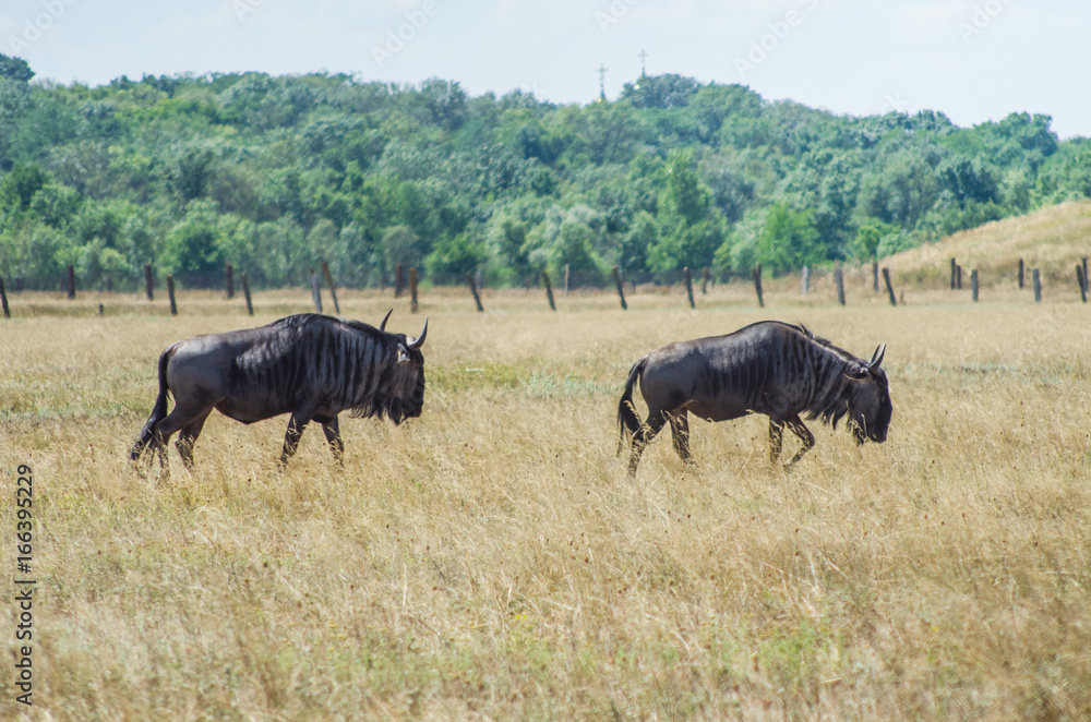 Antelopes of wildebeest go to the steppe of the reserve Antelopes of wildebeest go to the steppe of the reserve