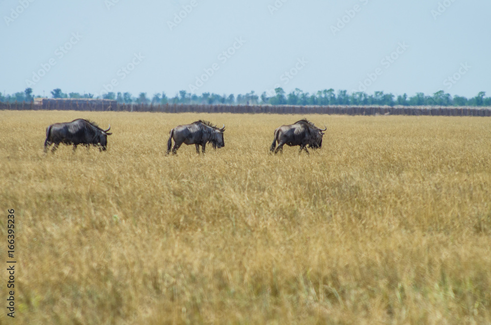 Antelopes of wildebeest go to the steppe of the reserve