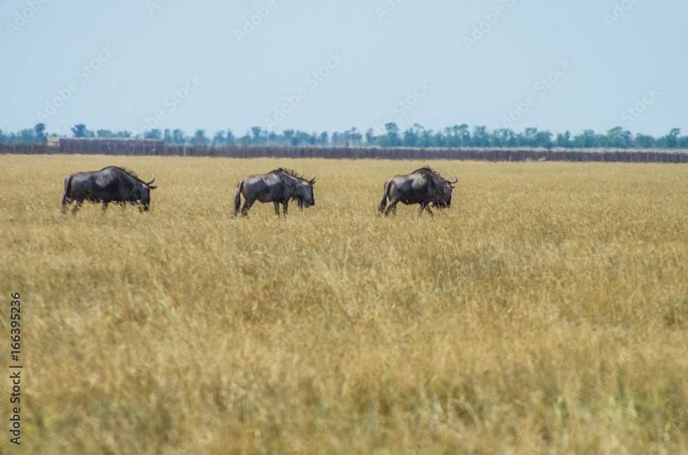 Antelopes of wildebeest go to the steppe of the reserve Antelopes of wildebeest go to the steppe of the reserve