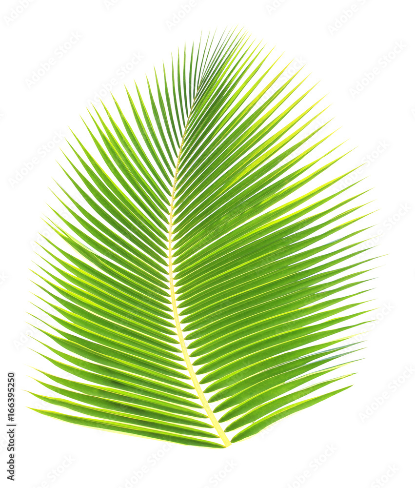 Obraz premium Green palm leaf isolated on white background